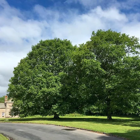 Oak * Clifton (Cumbria)